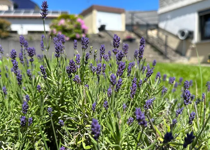 Διαμέρισμα Panorama *